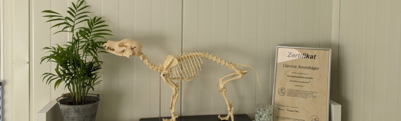 Hundeskelett Bild eines Regals mit Pflanze, Hundeskelett und Zertifikat